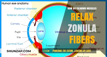 Relaxing Zonula Fibers: The Role of Ciliary Muscles Explained