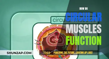 Circular Muscles: Functionality and Mechanism Explained