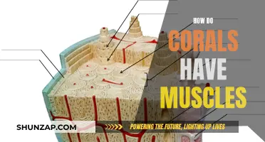 Corals' Muscular System: A Complex Network of Movement