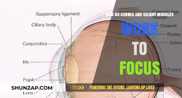 Cornea and Ciliary Muscles: How They Work Together to Focus