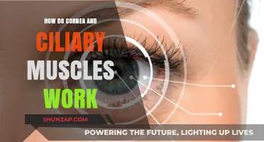 Understanding Cornea and Ciliary Muscles: Functions and Vision Mechanics