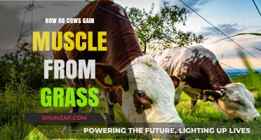 Grass to Muscle: How Cows Build Strength on Pasture