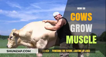 Understanding How Cows Build Muscle: Nutrition, Genetics, and Management