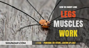 Unveiling the Fascinating Muscle Mechanics of Daddy Long Legs Spiders