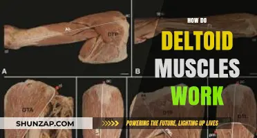 Understanding Deltoid Muscles: Function, Anatomy, and Strength Training Tips