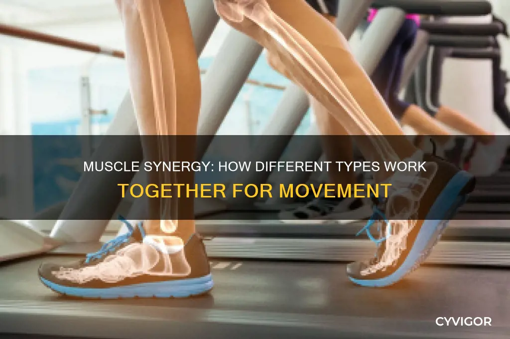 how do different types of muscles work together