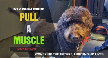 Understanding Your Dog's Behavior After a Pulled Muscle: Signs and Care