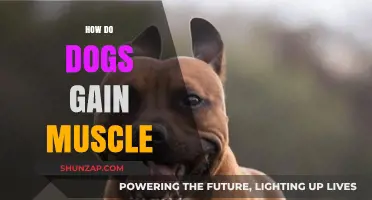 Effective Strategies for Building Muscle Mass in Your Dog