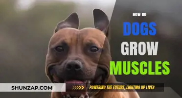 Building Canine Strength: How Dogs Grow Muscles Naturally and Effectively