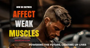 Unleashing Strength: The Enzyme Effect on Muscle Weakness