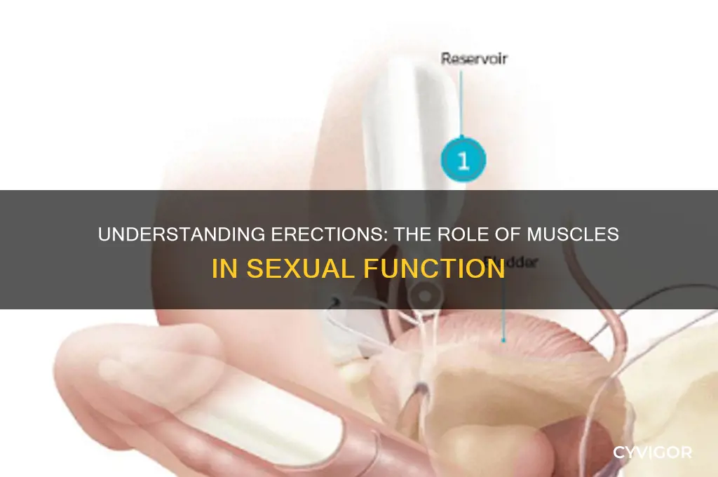 how do erections work muscles