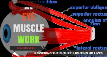 Understanding Eye Muscles: How They Work and Control Vision