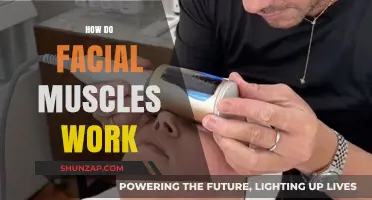 Understanding Facial Muscles: Mechanics, Movements, and Expressions Explained