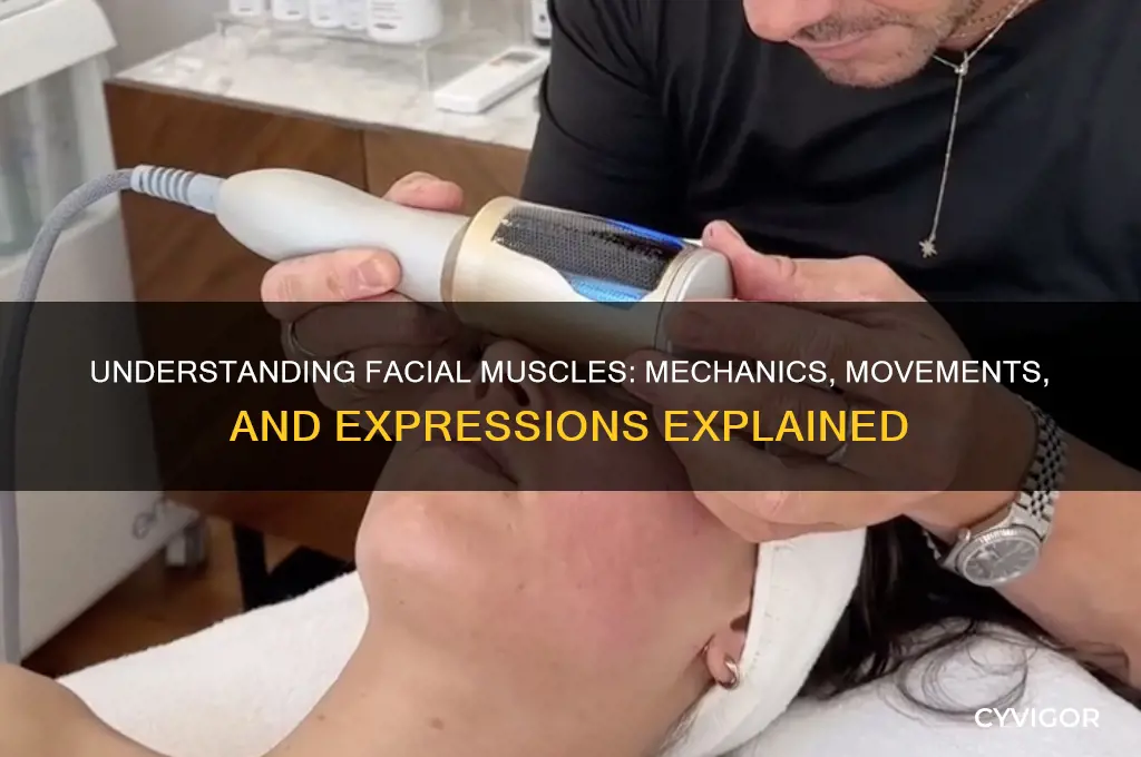 how do facial muscles work