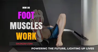 Understanding the Mechanics of Foot Muscles: Function and Movement Explained