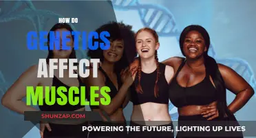 Unraveling the Genetic Blueprint of Muscular Development and Strength