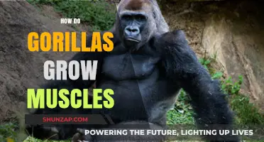 Gorilla Muscle Growth: Unlocking the Secrets of Their Strength