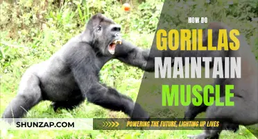 Gorillas' Muscle Maintenance: Secrets of the Silverback's Strength