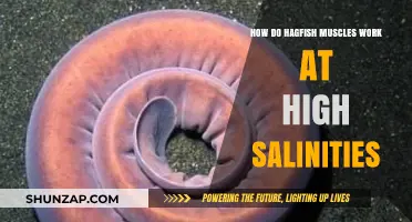 Hagfish Muscle Functionality in Extreme Salinity Conditions Explained