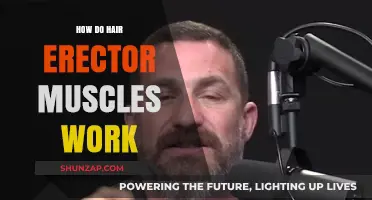 Understanding Hair Erector Muscles: Function, Mechanism, and Role in Goosebumps