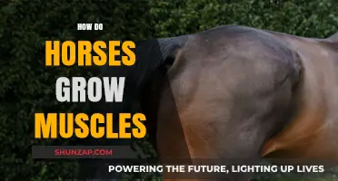 Building Equine Strength: Understanding How Horses Develop Muscles Naturally