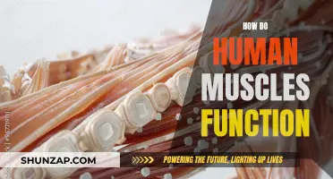 Understanding Human Muscles: The Science of Movement and Strength