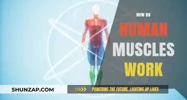 Understanding Human Muscles: Mechanics, Movement, and Function Explained