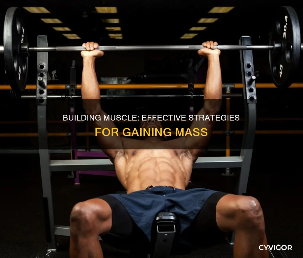how do i gan muscle