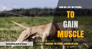 Building Muscle in Your Pitbull: Effective Training and Nutrition Tips