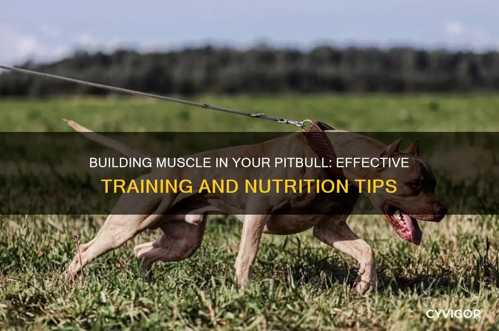 how do i get my pitbull to gain muscle