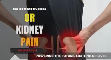 Muscle or Kidney Pain: Identifying the Source of Your Discomfort