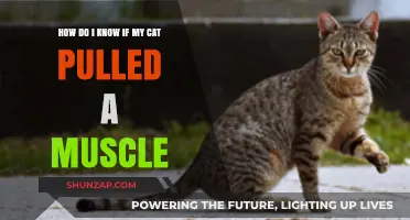 Identifying Muscle Strains in Cats: Signs and Symptoms to Watch For