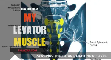 Effective Techniques to Relax Your Levator Muscle for Comfort and Relief