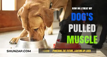 Effective Ways to Treat and Heal Your Dog's Pulled Muscle