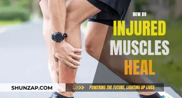 Muscle Recovery: Healing Injured Muscles