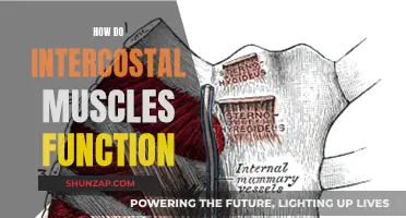 Intercostal Muscles: Functionality and Their Role in Your Body