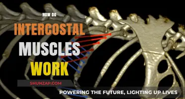 Understanding Intercostal Muscles: Function, Breathing, and Movement Explained