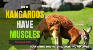 The Muscular Might of Kangaroos: Nature's Powerful Hoppers