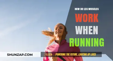 Understanding Leg Muscle Mechanics: How They Power Your Running Stride