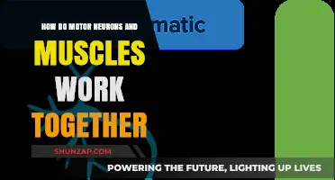 Motor Neurons and Muscles: Uniting for Movement and Coordination