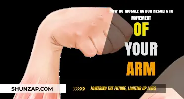 Muscle Mechanics: How Arm Movement is Powered by Contractions