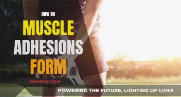 Muscle Adhesions: How Do They Form and Why?