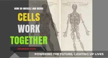 Muscle-Nerve Synergy: Unveiling the Dynamic Collaboration in Human Movement