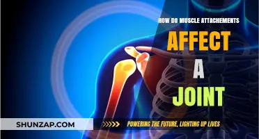 Exploring the Impact of Muscle Attachments on Joint Function