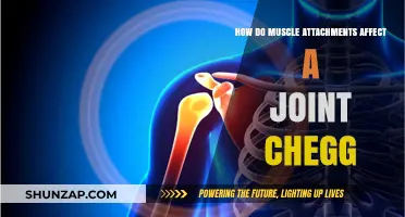 Exploring the Impact of Muscle Attachments on Joint Function and Stability