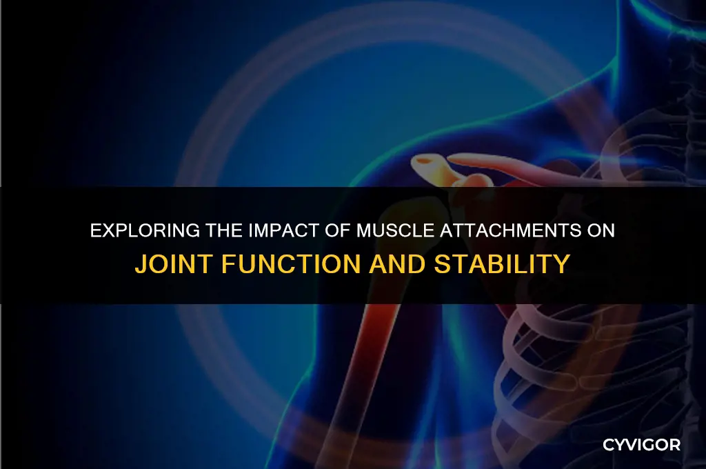 how do muscle attachments affect a joint chegg