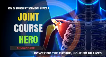 Exploring the Impact of Muscle Attachments on Joint Movement