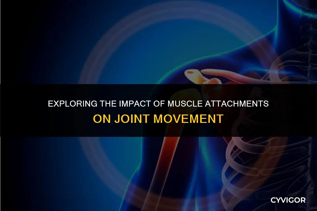 how do muscle attachments affect a joint course hero
