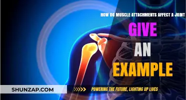 Exploring the Impact of Muscle Attachments on Joint Function: A Detailed Example