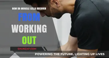 Muscle Recovery Unveiled: How Cells Repair and Rebuild Post-Workout
